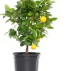 Outlet Mandarinenbaum (Citrus sinensis 'Calamondin') D 20 H 70 cm Blühende Pflanzen|Obstbäume & -Sträucher