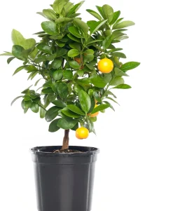 Outlet Mandarinenbaum (Citrus sinensis 'Calamondin') D 20 H 70 cm Blühende Pflanzen|Obstbäume & -Sträucher