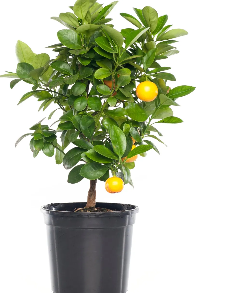 Outlet Mandarinenbaum (Citrus sinensis 'Calamondin') D 20 H 70 cm Blühende Pflanzen|Obstbäume & -Sträucher