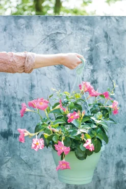 Sale Mandevilla Ampel (Dipladenia 'Sundaville') rosa D 23 H 40 cm Einjährige Pflanzen|Dipladenia