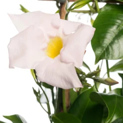 Sale Mandevilla Pyramide (Dipladenia 'Jade White') D 17 H 70 cm Blühende Pflanzen|Einjährige Pflanzen