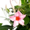 Best Mandevilla Pyramide (Dipladenia 'Cream Pink') D 17 H 70 cm Einjährige Pflanzen|Dipladenia