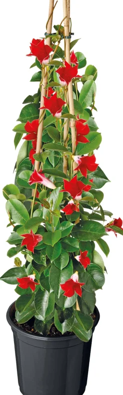 Mandevilla Pyramide (Dipladenia 'Sundaville') rot D 17 H 70 cm Blühende Pflanzen|Einjährige Pflanzen