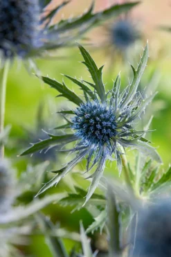 Discount Mannstreu (Eryngium planum) D 9 H 5 cm Blühende Pflanzen|Mehrjährige Pflanzen