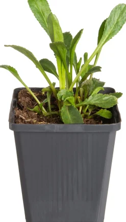 Clearance Margerite (Leucanthemum superbum 'Silberprinzesschen') D 9 H 5 cm Mehrjährige Pflanzen|Margerite