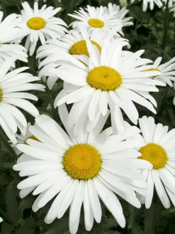Clearance Margerite (Leucanthemum superbum 'Silberprinzesschen') D 9 H 5 cm Mehrjährige Pflanzen|Margerite