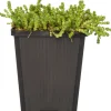 Discount Mauerpfeffer (Sedum acre) D 9 H 5 cm Mehrjährige Pflanzen|Fetthenne