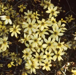 Best Mädchenauge (Coreopsis verticillata 'Moonbeam') D 11 H 5 cm Blühende Pflanzen|Mehrjährige Pflanzen