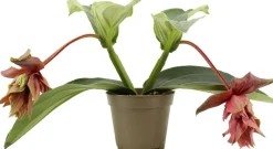 Medinilla (Medinilla magnifica 'Dolce Rossa') D 14 H 30 cm Blühende Zimmerpflanzen|Medinille