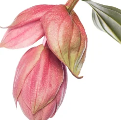 Sale Medinille (Medinilla magnifica) D 17 H 50 cm Blühende Zimmerpflanzen|Medinille