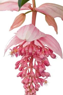 Sale Medinille (Medinilla magnifica) D 17 H 50 cm Blühende Zimmerpflanzen|Medinille