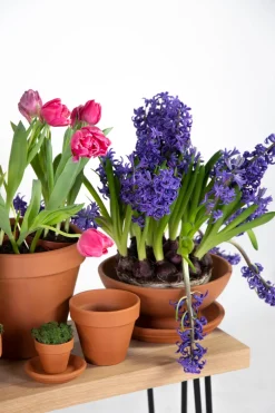 Mega Collections Terracotta Untersetzer D 9 H 1,5 cm Untersetzer