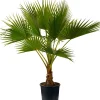 Hot Mexikanische Washingtonpalme (Washingtonia robusta) D 24 H 120 cm Palmen