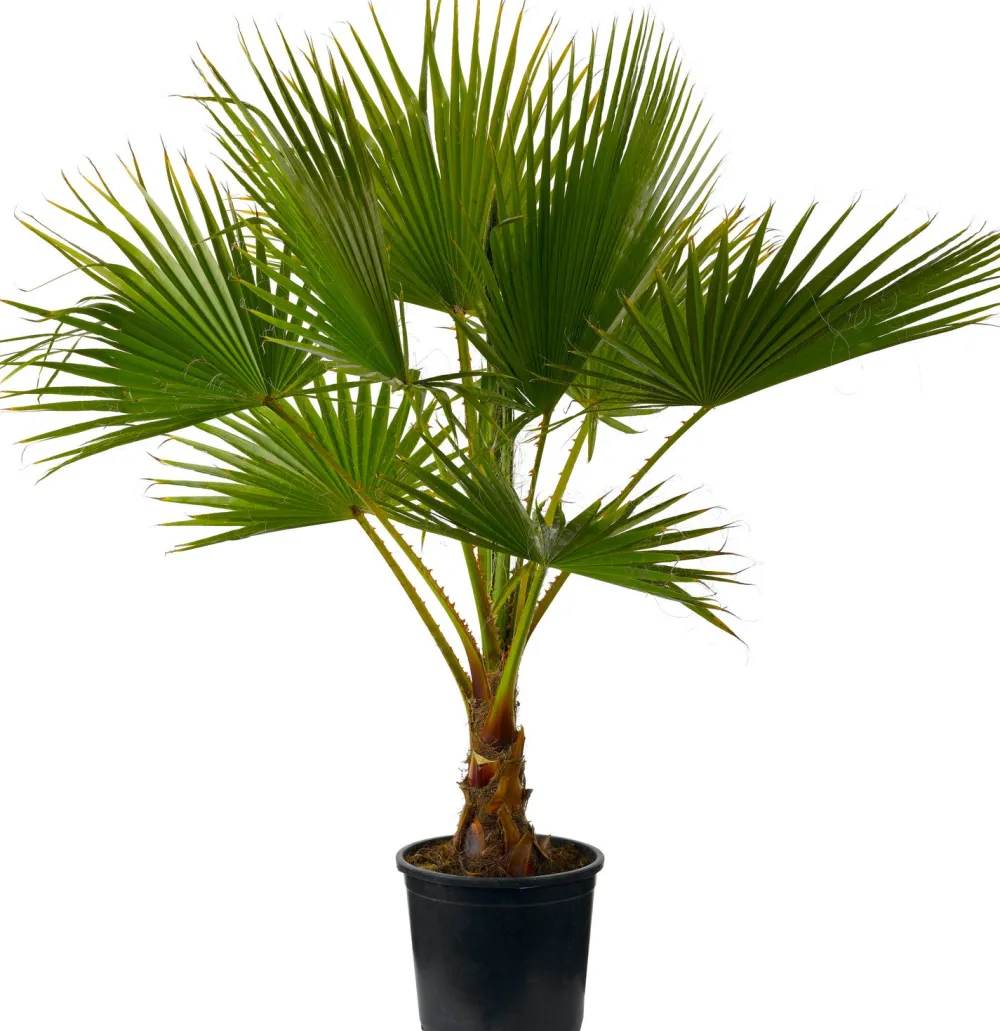 Hot Mexikanische Washingtonpalme (Washingtonia robusta) D 24 H 120 cm Palmen