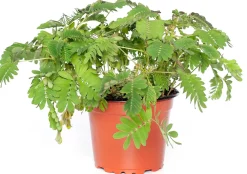 New Mimose (Mimosa pudica) D 9 H 13 cm Kleine Zimmerpflanzen|Grünpflanzen