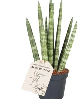 Sale Mini Bogenhanf (Sansevieria cylindrica 'Rocket') D 6 H 25 cm Für Sonne|Luftreinigende Pflanzen