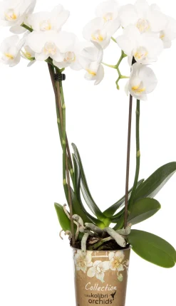 Discount Mini Orchidee (Phalaenopsis 'Little Kolibri') weiß D 9 cm H 30 cm Blühende Zimmerpflanzen|Orchideen