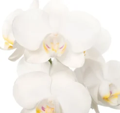 Discount Mini Orchidee (Phalaenopsis 'Little Kolibri') weiß D 9 cm H 30 cm Blühende Zimmerpflanzen|Orchideen