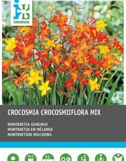Online Montbretie (Crocosmia) Blumenzwiebeln gemischt 40 St. Blumenzwiebeln|Sommer-Blüher