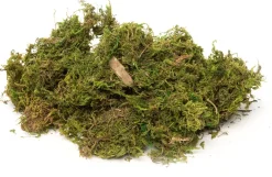 Discount Moos getrocknet 50 g grün Weihnachts- & Adventsdeko