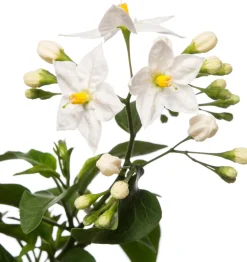 Nachtschatten im Hängetopf (Solanum jasminoides) D 27 H 40 cm Blühende Pflanzen|Einjährige Pflanzen