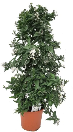 Discount Nachtschatten Pyramide (Solanum jasminoides) D 19 H 70 cm Winterharte Pflanzen|Einjährige Pflanzen