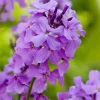 Online Nachtviole (Hesperis matronalis) D 11 H 5 cm Blühende Pflanzen|Mehrjährige Pflanzen