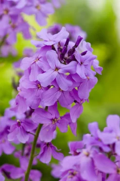 Nachtviole (Hesperis matronalis) D 9 H 5 cm Blühende Pflanzen|Mehrjährige Pflanzen