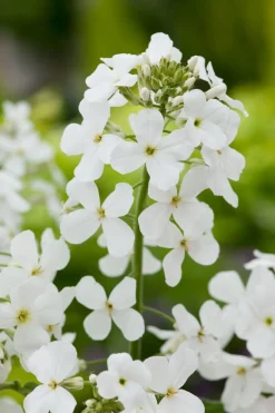 Discount Nachtviole (Hesperis matronalis 'Alba') D 11 H 5 cm Mehrjährige Pflanzen|Blühende Pflanzen