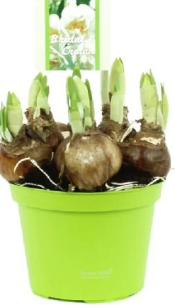 Narzisse (Narcissus 'Bridal Crown') D 12 H 15 cm Kleine Zimmerpflanzen|Blühende Zimmerpflanzen