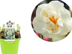 New Narzisse  (Narcissus 'Bridal Crown') D 12 H 14 cm Kleine Zimmerpflanzen|Blühende Zimmerpflanzen