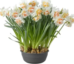 Discount Narzissen-Schale (Narzissesus) D 27 H 25 cm Kleine Zimmerpflanzen|Blühende Zimmerpflanzen