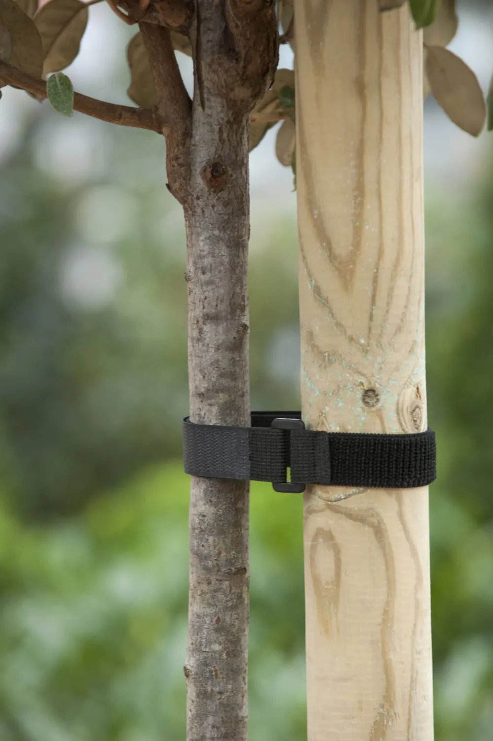 New Nature Baumbinder mit Klettverschluss und Schnalle 40 x 2,5 cm 2 St. Rankhilfen|Bindematerial
