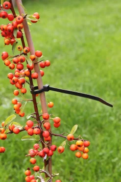 Clearance Nature Kabelbinder 30 cm schwarz 25 St. Rankhilfen|Bindematerial