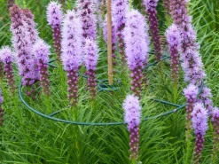 Online Nature Pflanzenstützen D 40 cm 3 St. Rankhilfen|Pflanzenstützen