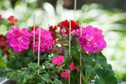 New Nature Pflanzstab Bambus H 40 cm 15 St. Rankhilfen|Pflanzstäbe