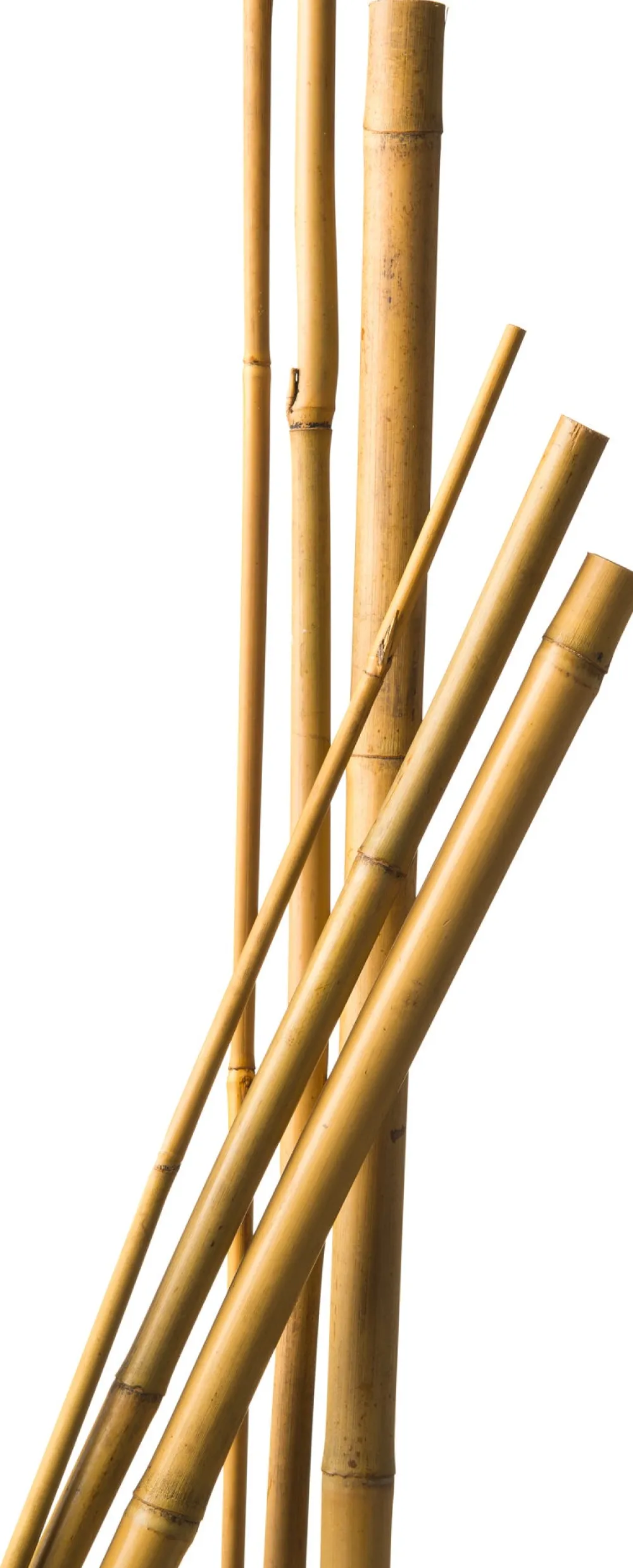 Online Nature Pflanzstab Bambus H 90 cm D 8-10 mm 7 St. Rankhilfen|Pflanzstäbe