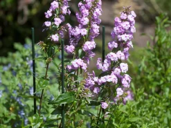 Clearance Nature Pflanzstab Metall H 90 cm D 8 mm Rankhilfen|Pflanzstäbe