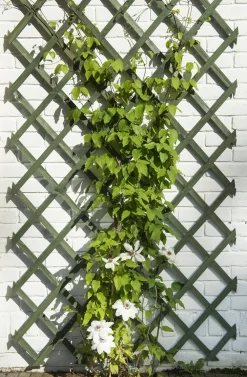 Outlet Nature Rankgitter 50 x 150 cm grün Rankhilfen|Rankgitter & Spaliere