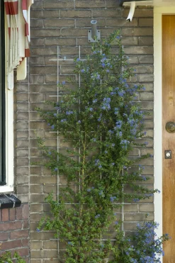 Best Nature Rankgitter Metall kunststoffbeschichtet 150 x 60 cm grün Rankhilfen|Rankgitter & Spaliere