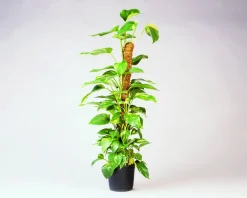 Hot Nature Rankhilfe Kokosstab H 90 cm D 38 mm Rankhilfen|Pflanzstäbe