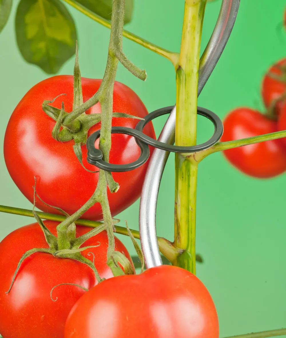 Nature Tomatenringe D 65 mm 25 St. Rankhilfen|Pflanzenstützen