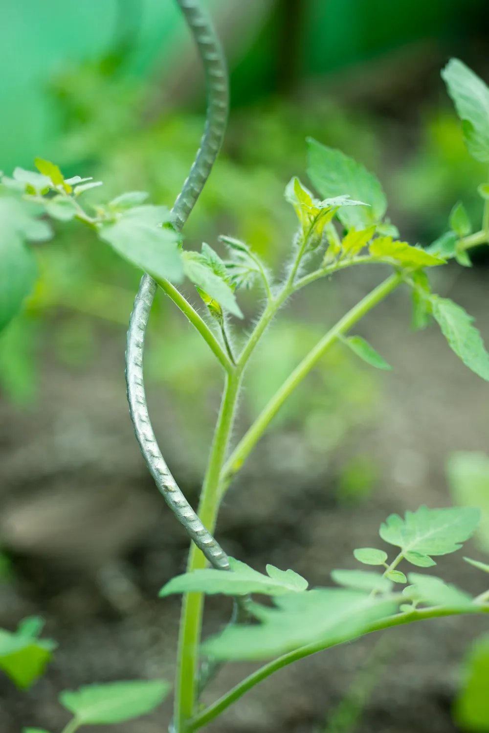 Sale Nature Tomatenspiralstab 180 cm Rankhilfen|Pflanzstäbe