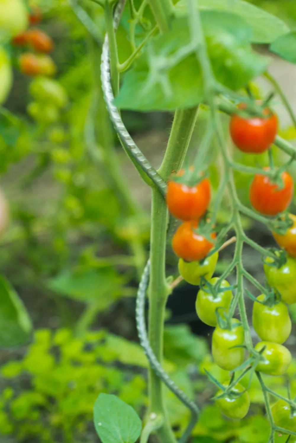 Sale Nature Tomatenspiralstab 180 cm Rankhilfen|Pflanzstäbe