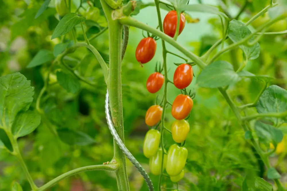 Sale Nature Tomatenspiralstab 180 cm Rankhilfen|Pflanzstäbe