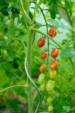Sale Nature Tomatenspiralstab 180 cm Rankhilfen|Pflanzstäbe