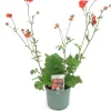 Best Nelkenwurz (Geum 'Coral Tempest') D 17 H 50 cm Winterharte Pflanzen|Mehrjährige Pflanzen