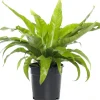 Best Nestfarn (Asplenium antiquum) D 17 H 50 cm Für Schatten|Luftreinigende Pflanzen