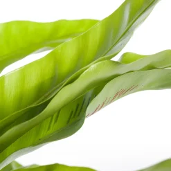 Best Nestfarn (Asplenium antiquum) D 17 H 50 cm Für Schatten|Luftreinigende Pflanzen