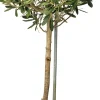 Discount Olivenbaum (Olea) D 18 H  cm Olivenbaum
